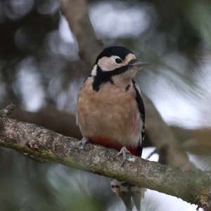 Great Spotted Woodpecker