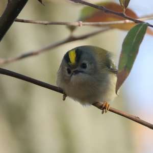 Goldcrest
