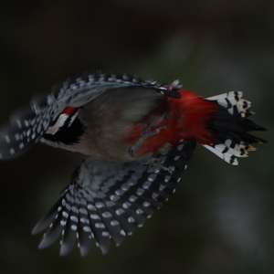 Great Spotted Woodpecker