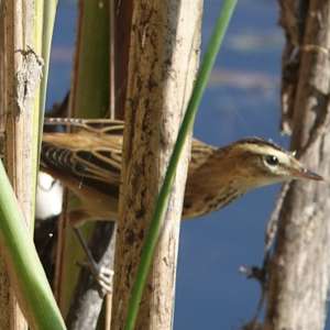 Sedge Warbler