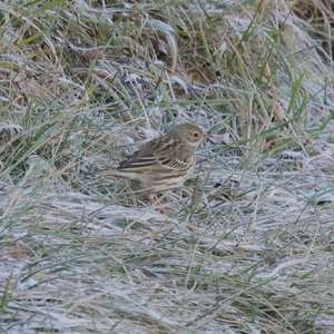 Meadow Pipit