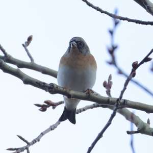 Brambling