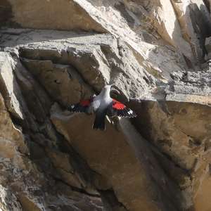 Wallcreeper