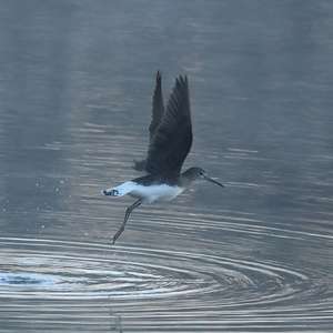 Green Sandpiper