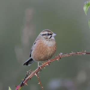 Rock Bunting