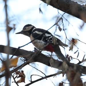 Great Spotted Woodpecker