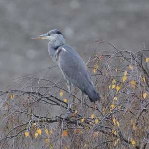 Grey Heron
