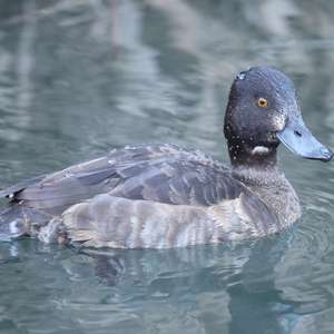 Tufted Duck