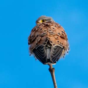 Common Kestrel