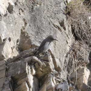 Blue Rock-thrush