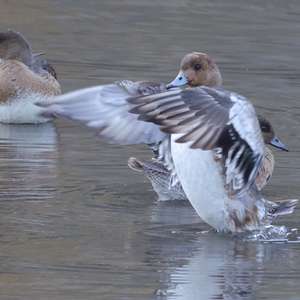 Eurasian Wigeon
