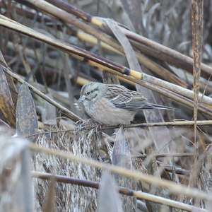 Rock Bunting