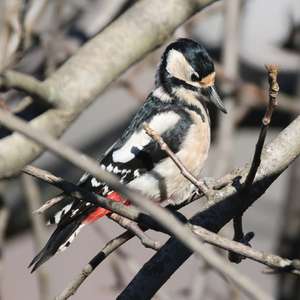 Great Spotted Woodpecker