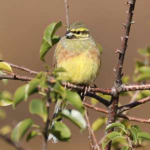 Cirl Bunting