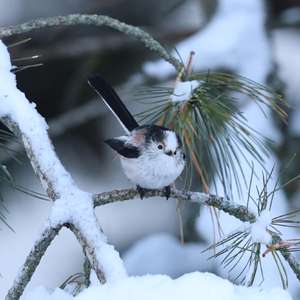 Long-tailed Tit
