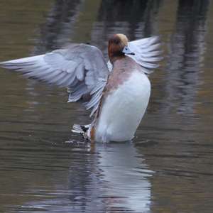 Eurasian Wigeon