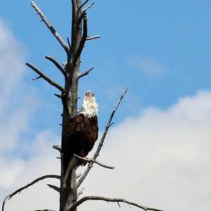 Bald Eagle