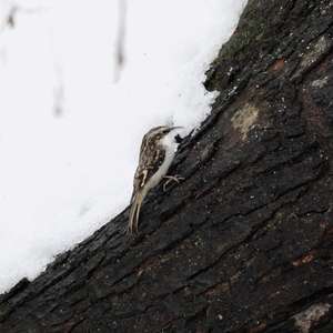 Brown Treecreeper