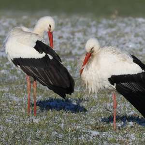 White Stork