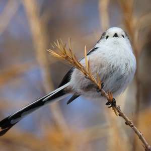 Long-tailed Tit