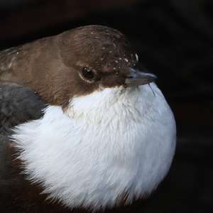 White-throated Dipper