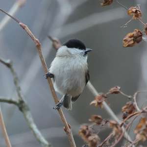 Marsh Tit