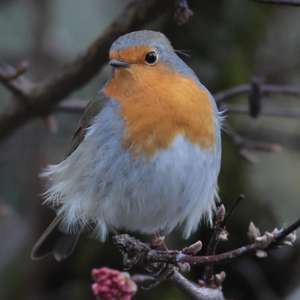 European Robin