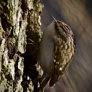 Eurasian Treecreeper