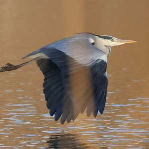 Grey Heron