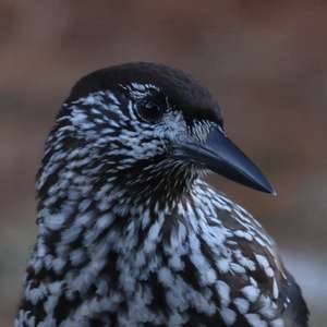 Spotted Nutcracker