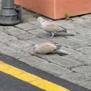 Eurasian Collared-dove