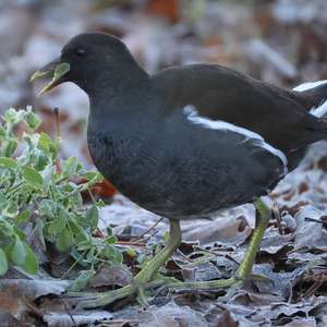 Common Moorhen