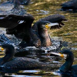 Great Cormorant