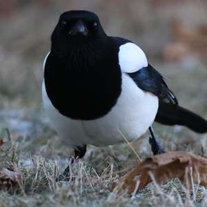 Black-billed Magpie