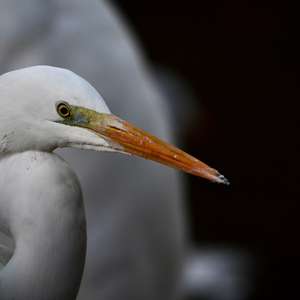 Great Egret