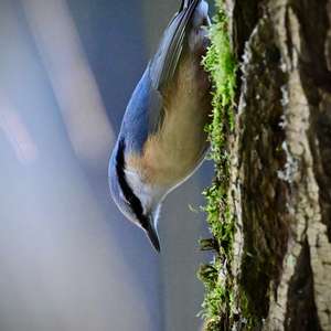 Wood Nuthatch
