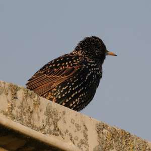 Common Starling