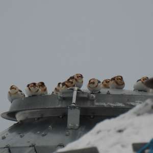 Snow Bunting