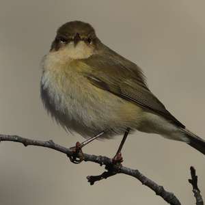 Common Chiffchaff