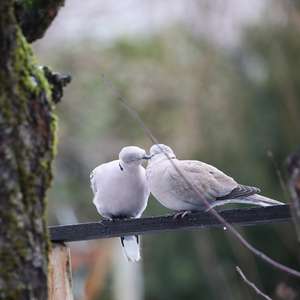 Eurasian Collared-dove