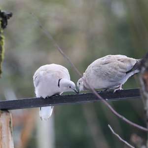 Eurasian Collared-dove