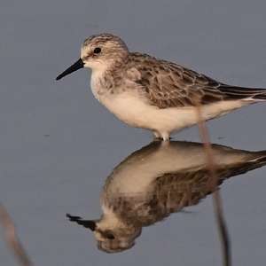 Little Stint