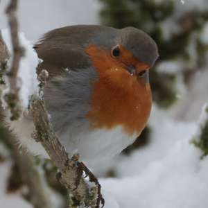 European Robin