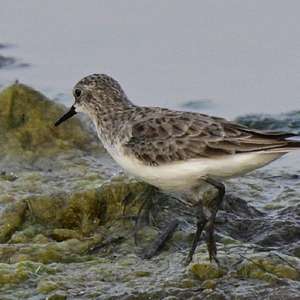 Little Stint