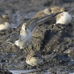 Curlew Sandpiper