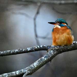 Common Kingfisher