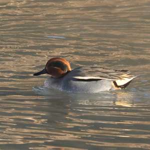 Common Teal