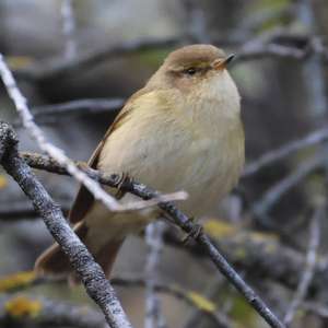 Common Chiffchaff