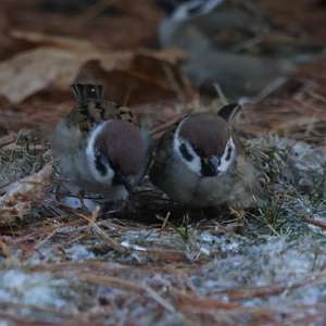 Eurasian Tree Sparrow