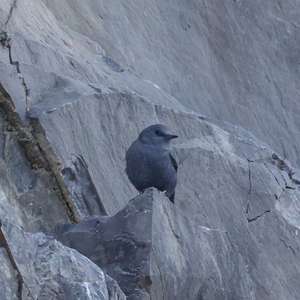 Blue Rock-thrush